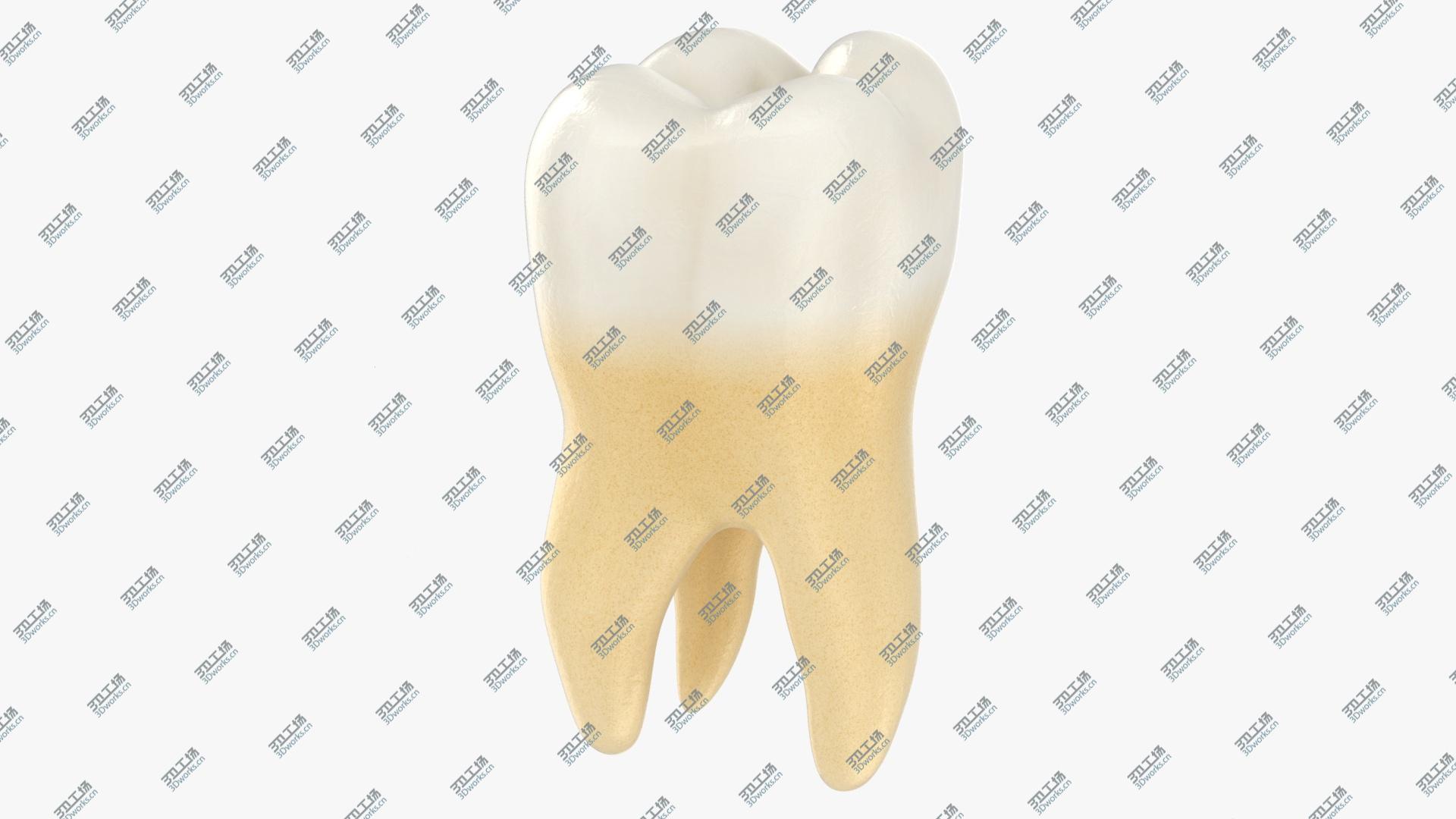 images/goods_img/202105073/Teeth Collection model/3.jpg